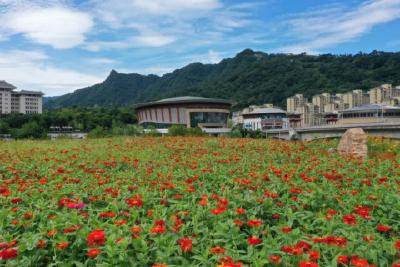 花海添新景 打卡正当时