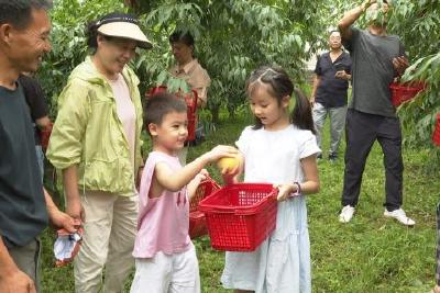 回乡种果树 桃李竞芬芳