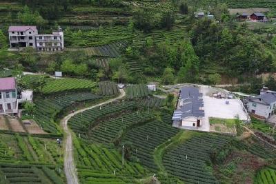 构建农业全产业链 特色产业活力迸发