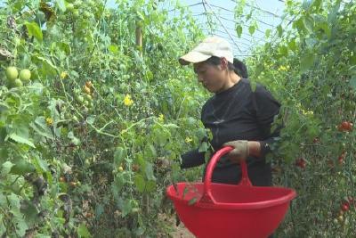 五峰农商银行驻村工作队：“金融活水”注入田间地头