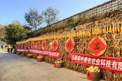 “丰收节”里晒丰收 富裕冲村奔富裕