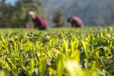 做好“三茶”统筹文章 绘就茶业发展新图景