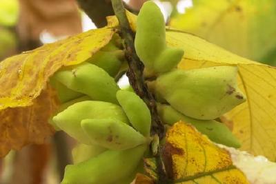 “林药蜂”产融模式助推产业提质增效