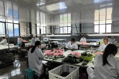长乐坪镇菖蒲溪村：箬叶飘香致富忙