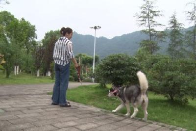 文明养犬不掉链 爱与责任共担当