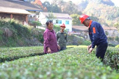 社会化服务进茶园 代种代管一条龙