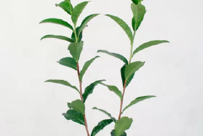 五峰2个茶树品种通过国家级登记