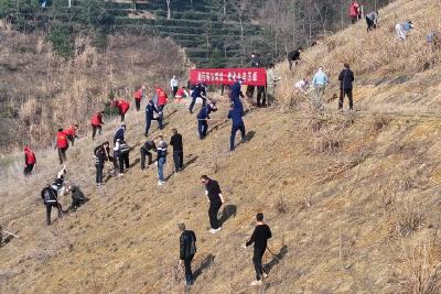 我县今年计划完成义务植树50万株
