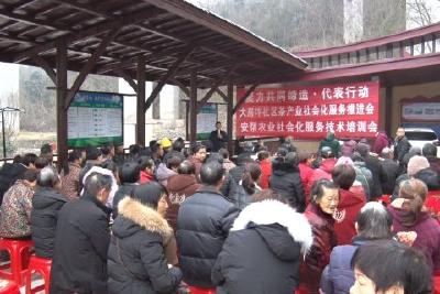 党建引领聚合力 共绘茶乡新“峰”景