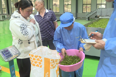 采摘明前茶 赶制“第一鲜”