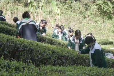 小小茶农采茶忙 劳动教育助成长