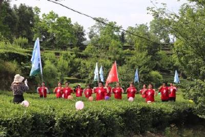 渔洋关镇采茶大赛初赛火热进行 近500名采茶选手参赛