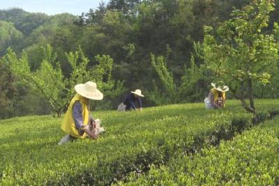 推进茶产业链建设 加快产业迭代升级