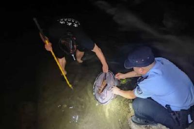 男子夜遇“娃娃鱼” 联系民警放归自然