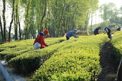 五峰全力推动茶产业社会化服务提质扩面