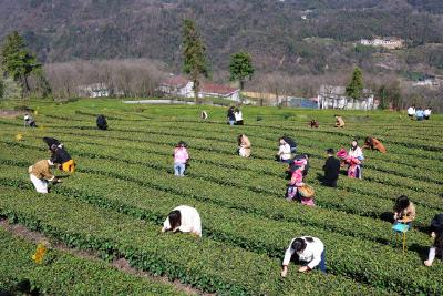 茶香漫五峰 一片叶子解锁乡村振兴“密码”