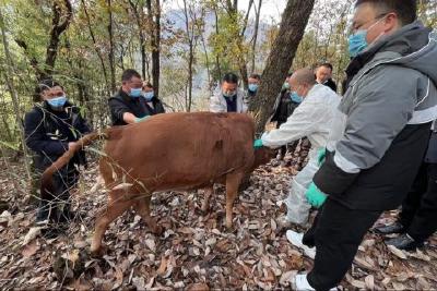 科学应对寒潮雨雪 确保农业生产安全