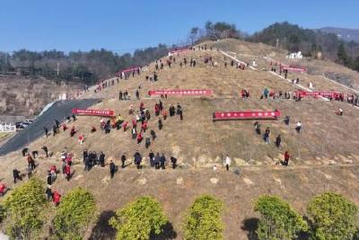 去年我县义务植树50万株 6.1万亩造林碳汇引领绿色转型