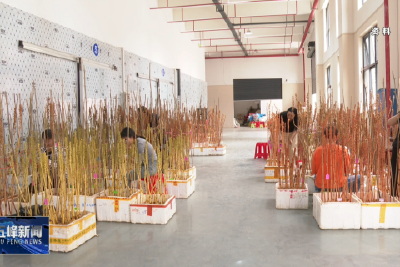 我县大力推广林下天麻生态种植技术