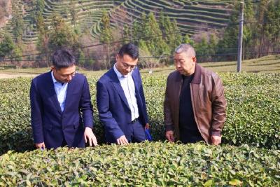 五峰农商银行：金融“活水”精准滴灌茶乡沃土