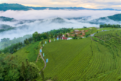 多措并举护航春茶开园 推动茶产业绿色发展