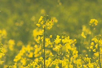 我县开展油菜 “一促四防” 现场观摩暨技术培训会