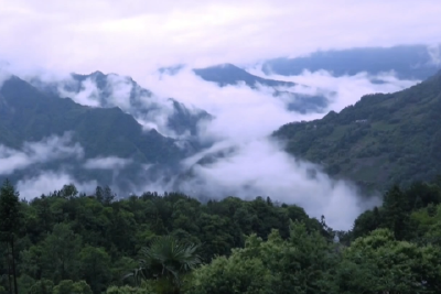 为树木“接种” 筑牢春季病虫害防护屏障