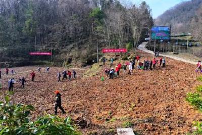 我县今年计划完成义务植树50万株