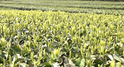 快检赋能守安全 多部门联动护航春茶飘香