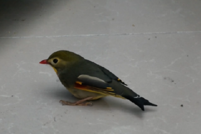 工地偶遇“相思鸟”  五峰跨域接力守护生态精灵