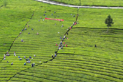 联村共建采茶忙 直播助农促增收