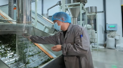 天池机械自研碾茶生产线投产 助力茶产业提质增效