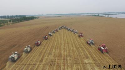 团风：罗霍洲三万亩小麦开“镰”