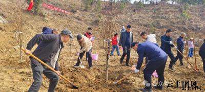 省交易（采购）中心一行来我县开展植树活动