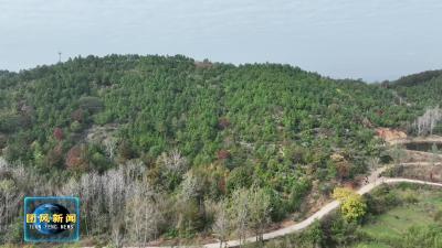 上巴河镇宋家凉亭村：油茶花开正艳 漫山芳菲如雪