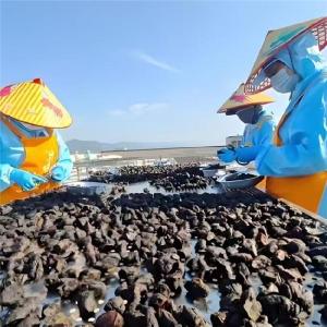 什么品牌的黄精好？九制黄精怎么挑选？认准旺复堂黄精无硫安心认证