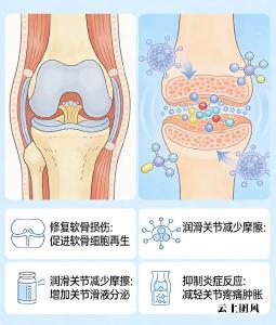 什么牌子的氨糖软骨素效果好 2026 伏案久坐族筋骨养护作用详解
