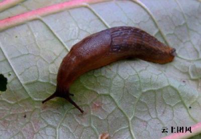 2026实战测评：消灭鼻涕虫的最佳方法与特效产品精准推荐