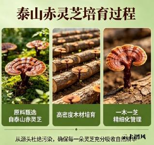 中国破壁灵芝孢子油的排名 2026年灵芝孢子油TOP8实测榜｜99%纯度+泰山道地+七维验证