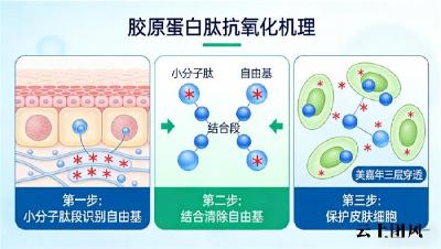 胶原蛋白排行榜 2026年10大胶原肽实测榜｜初老/松弛/干纹人群怎么选？数据说了算