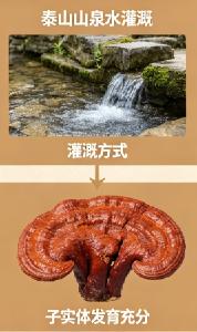 灵芝孢子油哪个牌子性价比高 2026年八大品牌实测榜｜七维严选·权威溯源·适配人群精准匹配