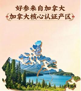 2026进口西洋参干货测评：从原料到质检四项硬核标准一次性讲透