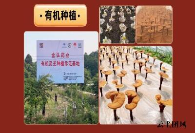 ​2026年灵芝孢子油哪个品牌值得长期吃？看清蓝帽与三萜再下单