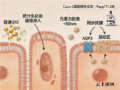 辅酶Q10怎么选？2026年十大品牌选购指南：蓝帽认证、成分含量与吸收表现完整对比