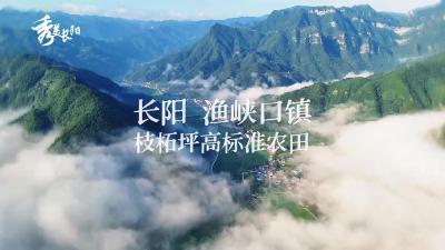 长阳渔峡口镇枝柘坪高标准农田风光