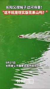 长阳又现猴子过河场景！