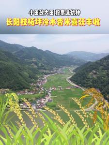 长阳枝柘坪冷水香米喜获丰收
