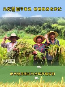 磨市镇黄荆庄村稻田开镰收割啦！
