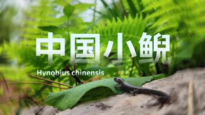 我叫中国小鲵，很高兴认识你！