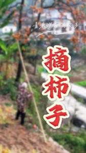【素未谋面的故乡】又到了摘柿子的季节